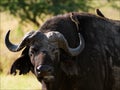 Portrait of a buffalo with a birdies. Royalty Free Stock Photo