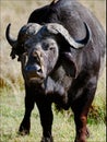 Portrait of a buffalo with a birds. 3 Royalty Free Stock Photo
