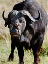 Portrait of a buffalo with a birds. 3