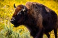 Portrait of a Buffalo against yellow flowers