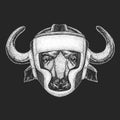 Portrait of buffalo, bison, bull, cow. Boxing helmet. Boxer. Face of animal.