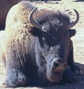 A Portrait of a Buffalo Bull, Bison bison