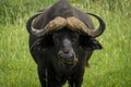 Portrait buffalo with green background