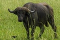 Portrait buffalo with green background