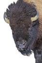 Portrait Buffalo isolated white