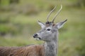 Portrait of a Bukhara deer in Highland Wildlife Park, Kincraig, Kingussie, Scotland
