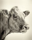 Portrait Of Bull Royalty Free Stock Photo