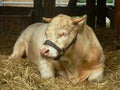 Portrait of a bull.- champion of Limousin cattle breed