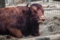 Portrait of bull eating feeling sleepy