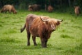 Portrait of the bull of Highland breed on the pasture land. Royalty Free Stock Photo