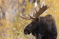 Bull Moose in Wyoming in Autumn Royalty Free Stock Photo