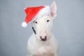 Bull terrier dog with santa hat on christmas Royalty Free Stock Photo