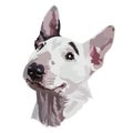 Portrait bull terrier vector illustration. Head vector illustration isolated on white background