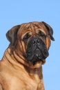 Portrait of bullmastiff