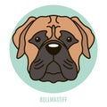 Portrait of Bullmastiff. Vector illustration