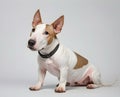 Portrait of the Bullterrier dog