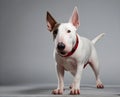 Portrait of the Bullterrier dog