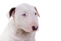 Portrait of Bullterrier puppy Royalty Free Stock Photo