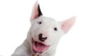 Portrait of bullterrier puppy Royalty Free Stock Photo