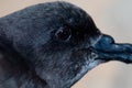 Portrait of a Bulwer`s petrel Bulweria bulwerii. Royalty Free Stock Photo
