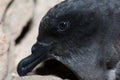 Portrait of a Bulwer`s petrel Bulweria bulwerii. Royalty Free Stock Photo