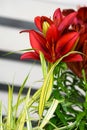 Portrait of a bunch of dark orange Easter Lilies growing with ornamental yellow and green grass, against a wood background