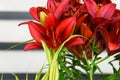 Portrait of a bunch of dark orange Easter Lilies growing with ornamental yellow and green grass, against a wood background