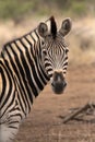 Portrait of a Burchell`s Zebra