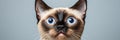 Portrait of a Burmese Cat with Striking Blue Eyes and Chocolate Point Fur in a Studio Setting. Royalty Free Stock Photo