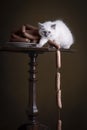 Portrait of a Burmese kitten cat or sacret cat of Burma sitting on a table stealing sausages in a stillife setting Royalty Free Stock Photo