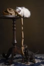 Portrait of a Burmese kitten cat or sacret cat of Burma sitting on a table and a cocker spaniel puppy stealing sausages in a Royalty Free Stock Photo