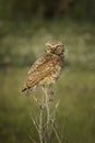 Portrait of a Burrowing Owl in the Wild