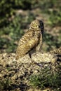 Portrait of a Burrowing Owl in the Wild