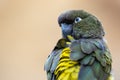 Portrait of a Burrowing Parrot Royalty Free Stock Photo