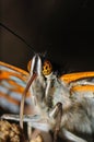 Portrait butterfly