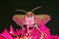 Portrait butterfly (Deilephila elpenor)