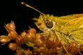 Portrait of butterfly Hesperia Comma