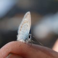 Portrait butterfly