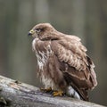 A portrait of a buzzard