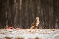 Portrait Buzzard, winter background, Brown bird Royalty Free Stock Photo