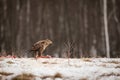 Portrait Buzzard, winter background, Brown bird Royalty Free Stock Photo