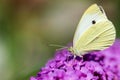 A portrait of a cabbage white butterfly, also known as a small white or cabbage butterfly sitting on the flowers of a pink delight Royalty Free Stock Photo