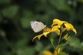 Portrait of cabbage white butterfly with closed wings feeding from a wildflower