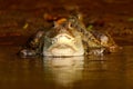 Portrait of Caiman, crocodile in the water with evening sun. Crocodile from Costa Rica. Crocodile in the water. Face portrait of Royalty Free Stock Photo