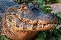 Portrait of a Caiman