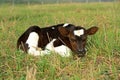 Portrait Calf