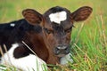 Portrait Calf Royalty Free Stock Photo