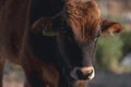 Portrait of a Calf at Akrotiri Marsh. Limassol District, Cyprus