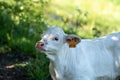 Portrait of a calf blonde d`Aquitaine