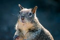 Portrait of California squirrel.